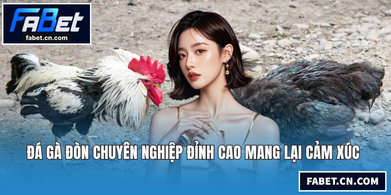 Đá Gà Đòn Chuyên Nghiệp Đỉnh Cao Mang Lại Cảm Xúc Đá gà đòn
